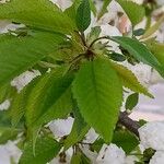 Prunus glandulosa Feuille