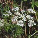 Daucus muricatus Likasa
