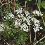 Daucus muricatus Leaf