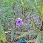 Ruellia simplex Blüte