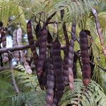 Anadenanthera colubrina Fruit