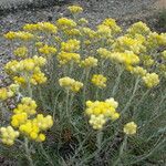 Helichrysum stoechas Blad