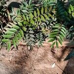 Eurycoma longifolia List