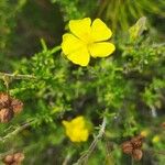 Fumana thymifolia Flor