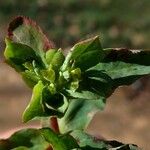 Euphorbia helioscopia Õis