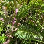 Pedicularis cenisia Leaf