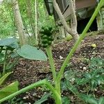 Arisaema dracontium Плод