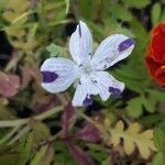 Nemophila maculata Flower