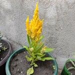 Celosia argentea Květ