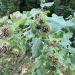 Arctium minusFloare