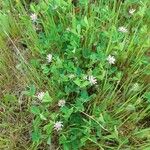 Trifolium tomentosum Hábito