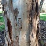 Eucalyptus leucoxylon Bark