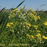 Tephroseris palustris Libunga