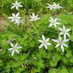 Ornithogalum divergensFlor