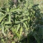 Solanum elaeagnifolium Leht