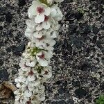Verbascum chaixii Fleur