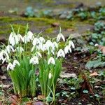 Galanthus plicatus ᱥᱟᱠᱟᱢ