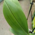 Phalaenopsis fasciata Leaf