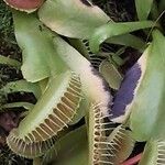 Dionaea muscipula 花