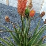 Aloe rupestris 花
