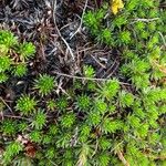 Saxifraga juniperifolia Leaf