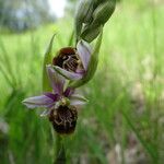 Ophrys fuciflora മറ്റ്