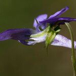 Viola × bavarica Blomst