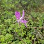 Rhododendron canadense Flor
