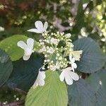 Viburnum plicatum Квітка