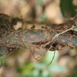 Lomariopsis hederacea その他の提案