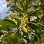 Acacia auriculiformis Blomma