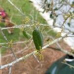 Quercus fusiformis ഇല