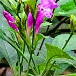 Strobilanthes cusia 花