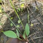 Butomopsis latifolia Листок