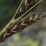 Carex fimbriata Blüte