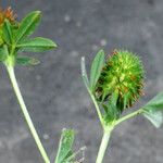 Trifolium squamosum Blatt