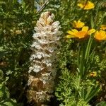 Orobanche crenata फूल