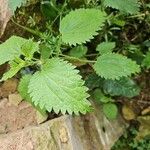 Urtica membranacea Levél