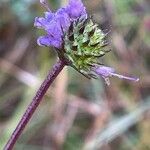 Succisa pratensis Flower