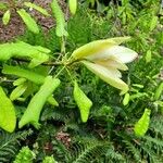 Magnolia fraseri Flower