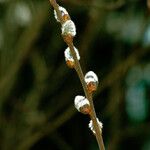 Salix discolor Blomst
