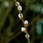 Salix discolor Flor