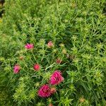 Symphyotrichum novae-angliae Habit