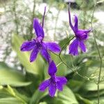 Consolida regalis Blomma