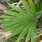 Washingtonia filifera 葉