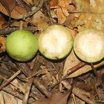 Calophyllum brasiliense Frucht