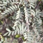 Prosopis cineraria Leaf