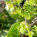 Tragia pinnata Fruto
