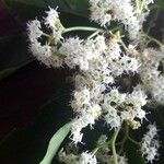 Ehretia macrophylla Flower