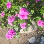 Catharanthus coriaceus Квітка